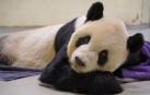 El oso panda gigante Tuan Tuan