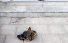 El Servicio de Protección de la Naturaleza de la Guardia Civil (Seprona) investiga el hallazgo de dos cabezas de lobo en las escaleras que dan acceso al Ayuntamiento de Ponga, en San Juan de Beleño