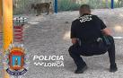 Un policía local de Lorca, junto al lince