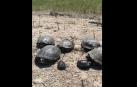La familia de galápagos europeos rescatados en Navarra