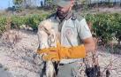 Ejemplar de Águila Imperial Ibérica rescatada en Viana