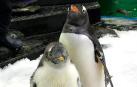 Muere Sphen, el famoso pingüino gay australiano que incubó una cría con su pareja Magic