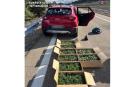En el turismo se localizaron once cajas de cartón cerradas, que contenían 799 plantas de marihuana