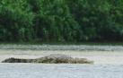 Un cocodrilo de agua salada