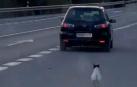 El perro corrió detrás del coche durante varios metros