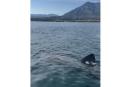 Un tiburón peregrino, avistado en Marbella