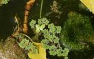 Ejemplar de helecho de agua (Azolla filiculoides)