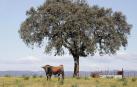 Un toro mira al fotógrafo en plena dehesa. Se trata de un astado de la ganadería Miura en la finca Zahariche, que se encuentra en Lora del Río (Sevilla)