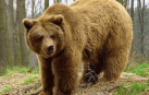 El oso pardo protagoniza dos nuevos partos en los Pirineos