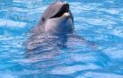 Los delfines, los animales con la memoria m&aacute;s larga