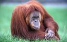 El pie humano es similar al de los grandes monos