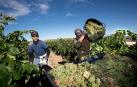 La DOCa Rioja inicia la vendimia con uva sana y expectativas de calidad