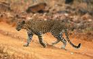 Ataques del leopardo 'come hombres' atemorizan a la India