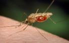 El mosquito de la malaria, inmune contra el DDT