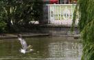 Avistada una gaviota en el parque de Yamaguchi