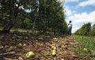 Agroseguro pag&oacute; 26,5 millones en 2013 a los productores navarros