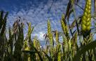 La cosecha de cereal en Navarra ser&aacute; similar a la &ldquo;excepcional&rdquo; de 2013