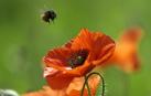 Chile podr&iacute;a ser el &uacute;ltimo refugio de las abejas en 15 a&ntilde;os
