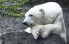 Muere el oso polar del zoo de Central Park