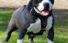 Pitbull Terrier
