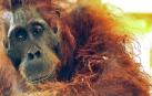 Muere un orangután hembra con más de cuarenta perdigones