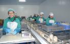 Nueve de las trabajadoras de la línea de embotado de bonito en la fábrica agroalimentaria MCA Spain de Mendavia.