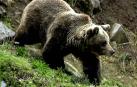 El oso pardo cantábrico reduce su aislamiento genético