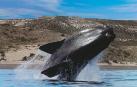 Investigan la muerte de cr&iacute;as de ballena franca en Argentina