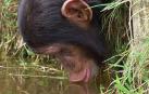 Una especie de chimpancé africano, cerca de la extinción