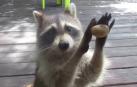El mapache que llama a la puerta para pedir comida