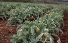 La producción de alcachofa de Tudela en fresco aumenta un 70%