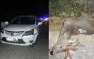 Tres accidentes sin heridos por atropello de animales salvajes