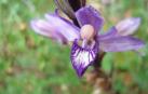 Descubiertas dos nuevas orquídeas en el Amazonía brasileña