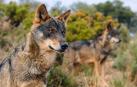 "Qué viene el lobo", ecoturismo gracias al 'canis lupus'