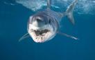 ​Muere una buceadora al ser atacada por un tiburón en Australia