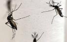Mosquitos Aedes aegypti, transmisor del virus del zika.