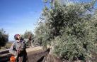 La Ribera bate su récord productivo de aceite con 3 millones de litros
