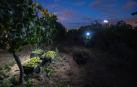 Una vendimia bajo la luz de la luna