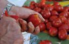 Tiempo de Tomate