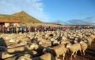 La sequía marca el acto tradicional de entrada de las ovejas a Bardenas