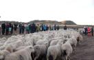 Imágenes de la entradas de las ovejas a las Bardenas Reales en un homenaje a trashumancia.