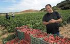 Tomás Latasa Muyol, ante unas cestas de plástico apiladas con el producto estrella de Puente la Reina, el pimiento.