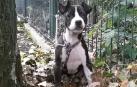 26 perros esperan ser adoptados en el Centro de Atención a Animales del Ayuntamiento