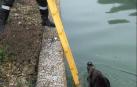 Rescatan a un jabalí de 60 kilos del canal entre Marcilla y Villafranca