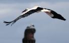 La cigüeña blanca levanta el vuelo