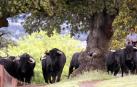 Los toros de Puerto de San Lorenzo en la finca salmantina de Puerto de la Calderilla.
