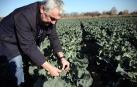 El frío polar arrasa 1.524 hectáreas de brócoli y coliflor en Navarra