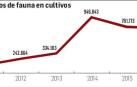 Los daños en cultivos por conejos y jabalíes se se disparan en Navarra