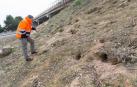 La autopista, 'taladrada' por los conejos