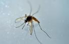 ​Nace en España el primer bebé afectado por microcefalia por el zika